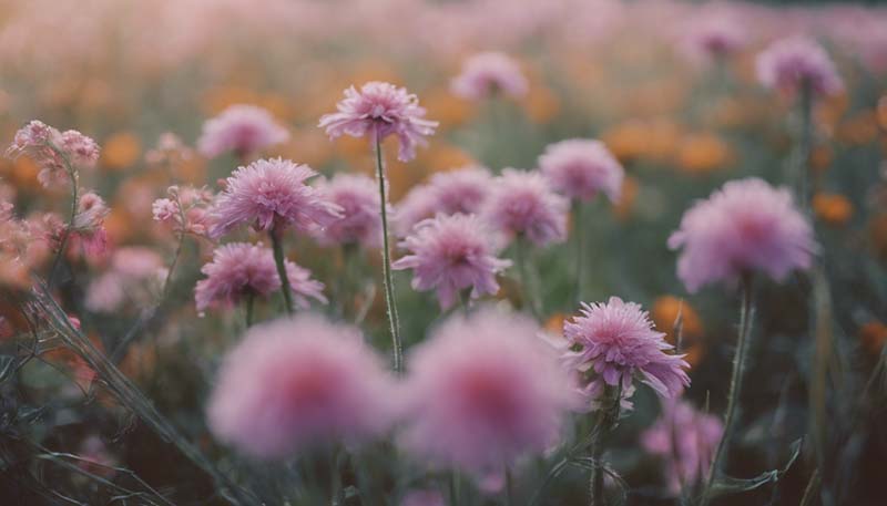 Seasonal Flowers in Travel Photography: Documenting Global Blooms